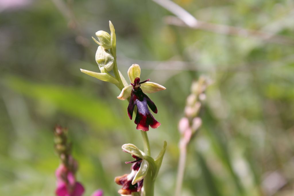 Ophrys insectifera